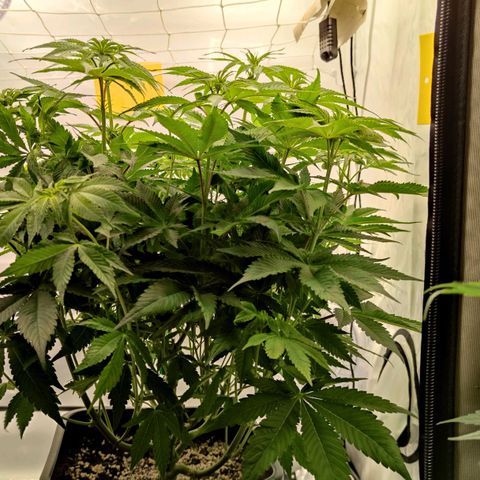 Northern Lights growlog timeline photo