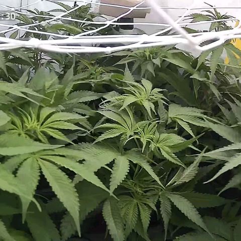 Northern Lights growlog timeline photo