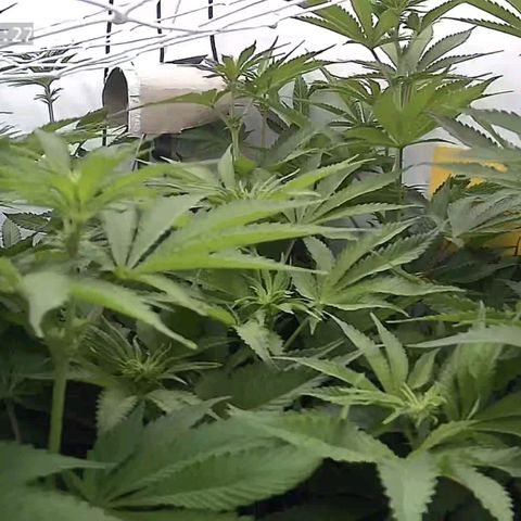Northern Lights growlog timeline photo