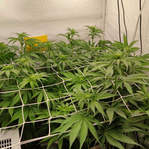 Northern Lights growlog timeline photo