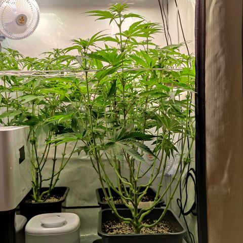 Northern Lights growlog timeline photo