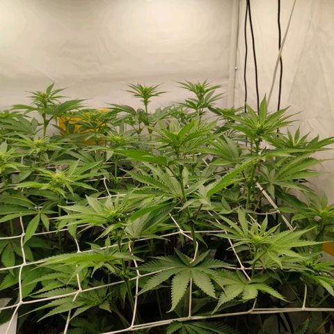 Northern Lights growlog timeline photo