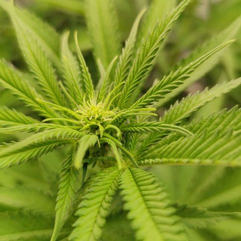 Northern Lights growlog timeline photo