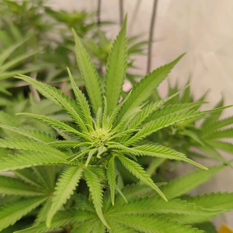 Northern Lights growlog timeline photo