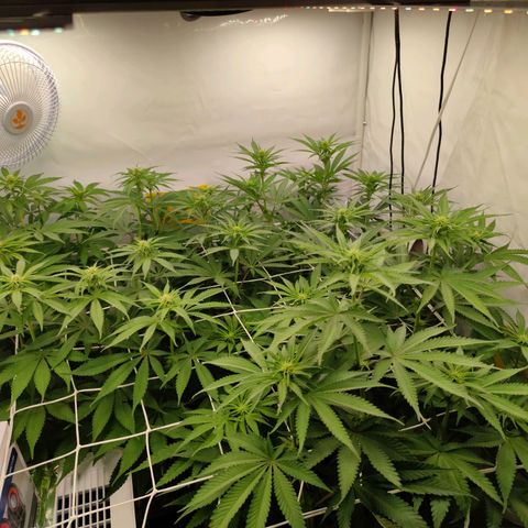 Northern Lights growlog timeline photo