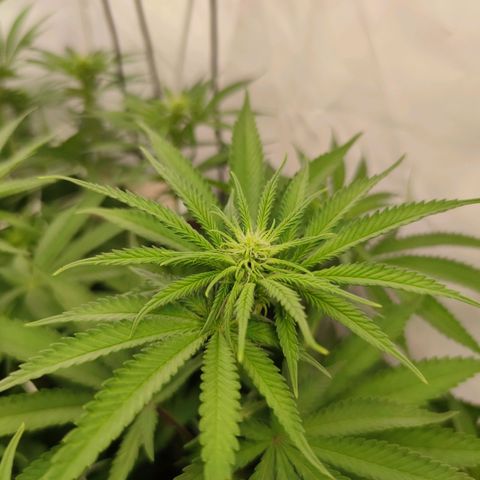 Northern Lights growlog timeline photo