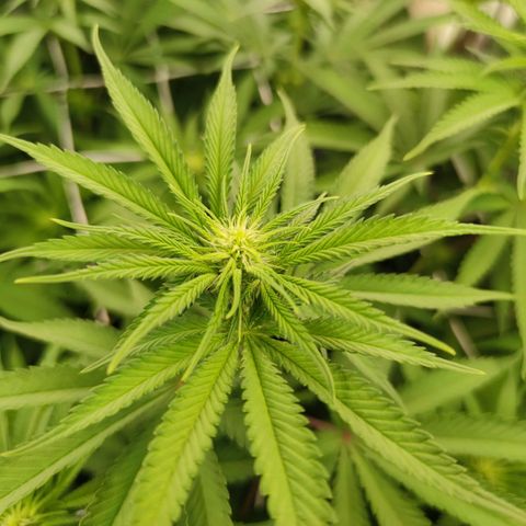 Northern Lights growlog timeline photo
