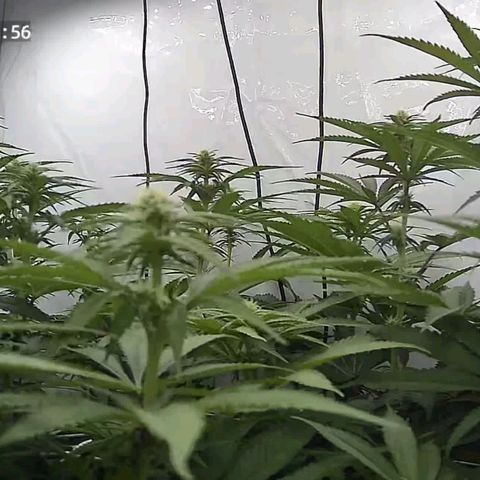 Northern Lights growlog timeline photo