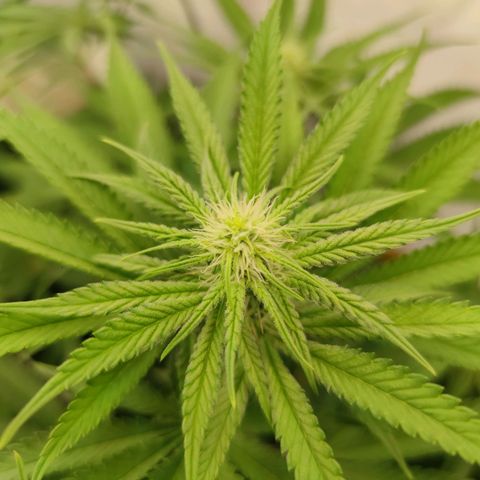 Northern Lights growlog timeline photo