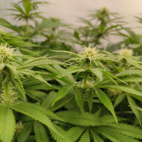 Northern Lights growlog timeline photo