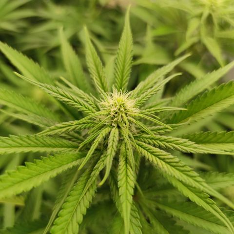 Northern Lights growlog timeline photo