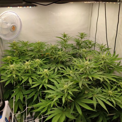 Northern Lights growlog timeline photo
