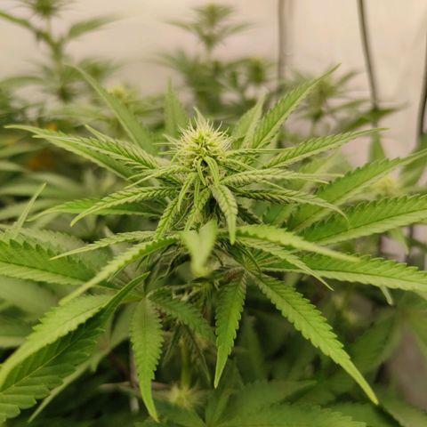 Northern Lights growlog timeline photo