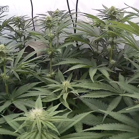 Northern Lights growlog timeline photo