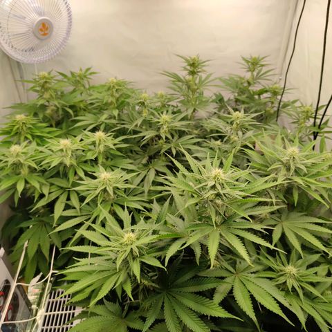 Northern Lights growlog timeline photo