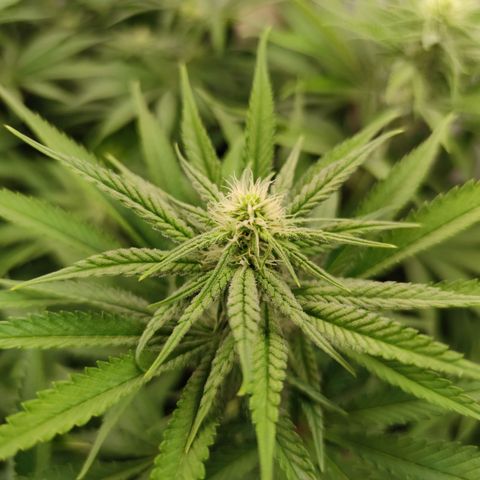 Northern Lights growlog timeline photo