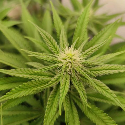 Northern Lights growlog timeline photo