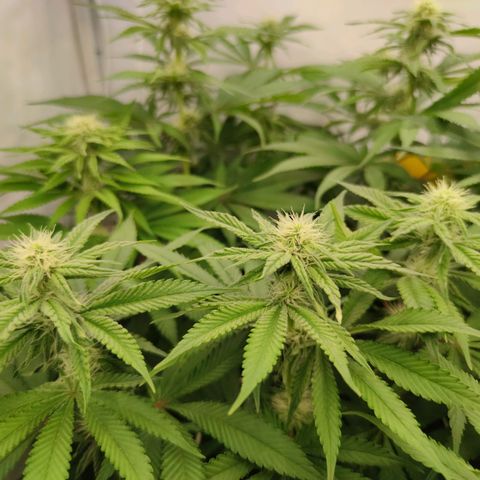 Northern Lights growlog timeline photo