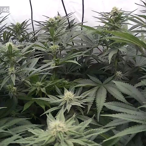 Northern Lights growlog timeline photo