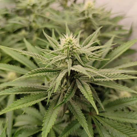 Northern Lights growlog timeline photo