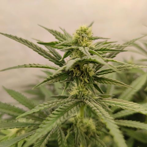 Northern Lights growlog timeline photo