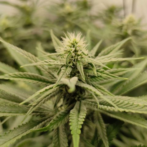 Northern Lights growlog timeline photo