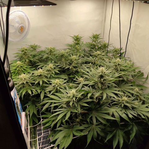 Northern Lights growlog timeline photo
