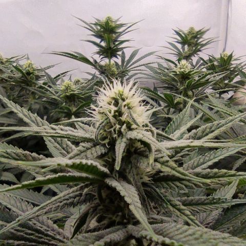 Northern Lights growlog timeline photo