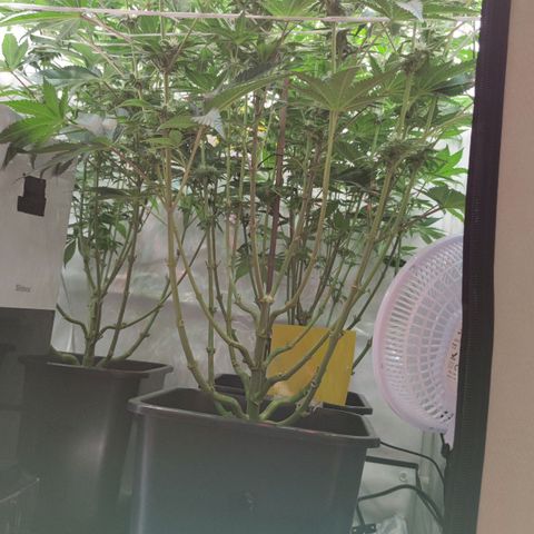 Northern Lights growlog timeline photo