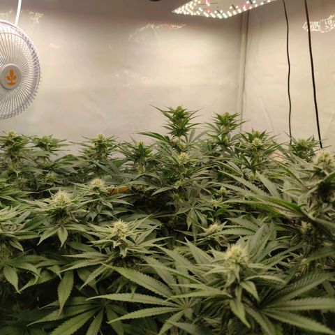 Northern Lights growlog timeline photo