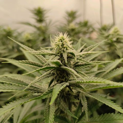 Northern Lights growlog timeline photo