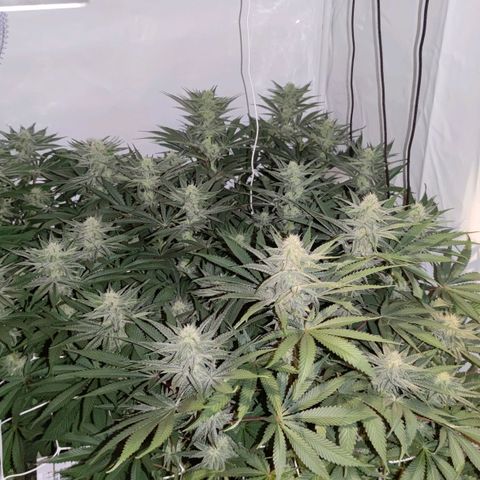 Northern Lights growlog timeline photo