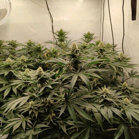 Northern Lights growlog timeline photo