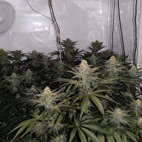 Northern Lights growlog timeline photo