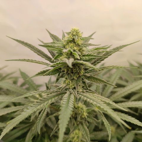 Northern Lights growlog timeline photo