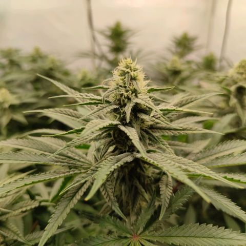 Northern Lights growlog timeline photo
