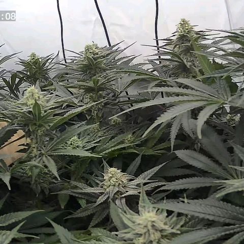 Northern Lights growlog timeline photo