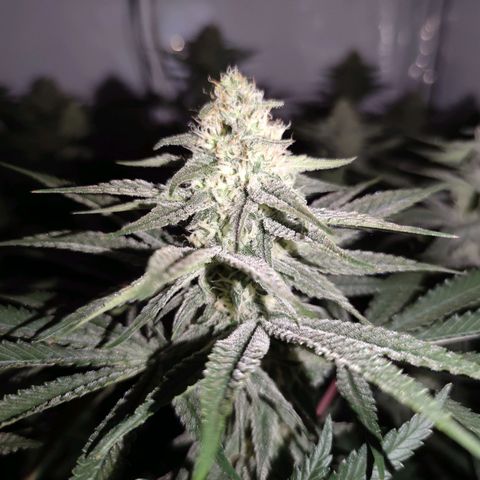 Northern Lights growlog timeline photo
