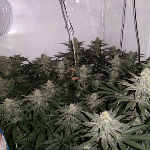 Northern Lights growlog timeline photo