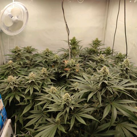 Northern Lights growlog timeline photo