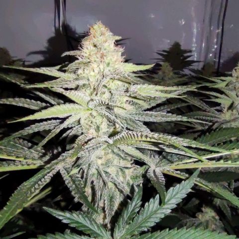 Northern Lights growlog timeline photo