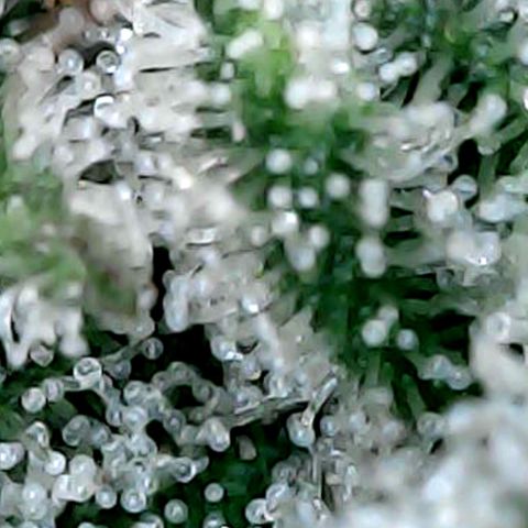 Northern Lights growlog timeline photo