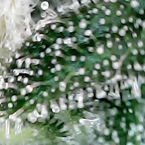 Northern Lights growlog timeline photo