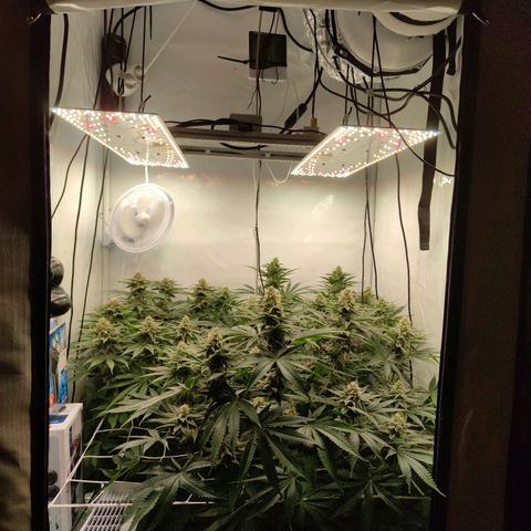 Northern Lights growlog timeline photo