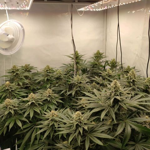 Northern Lights growlog timeline photo