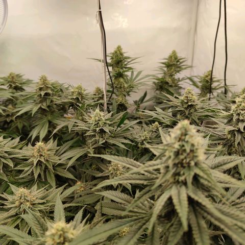 Northern Lights growlog timeline photo