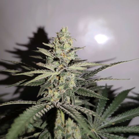 Northern Lights growlog timeline photo