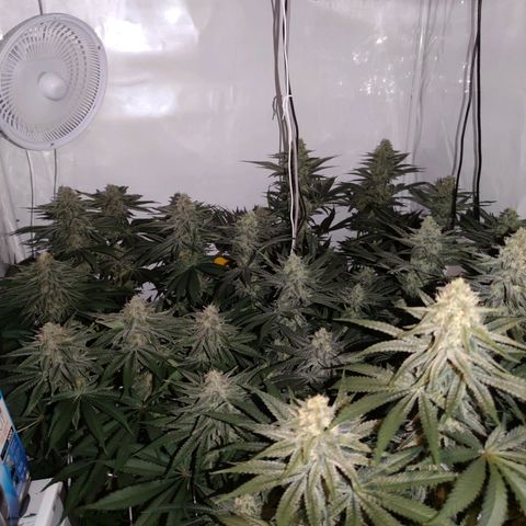 Northern Lights growlog timeline photo