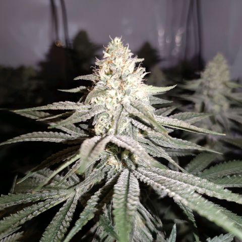 Northern Lights growlog timeline photo