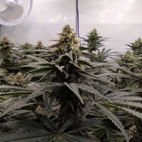 Northern Lights growlog timeline photo